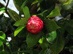 Kamélie japonská (Camellia japonica L.)