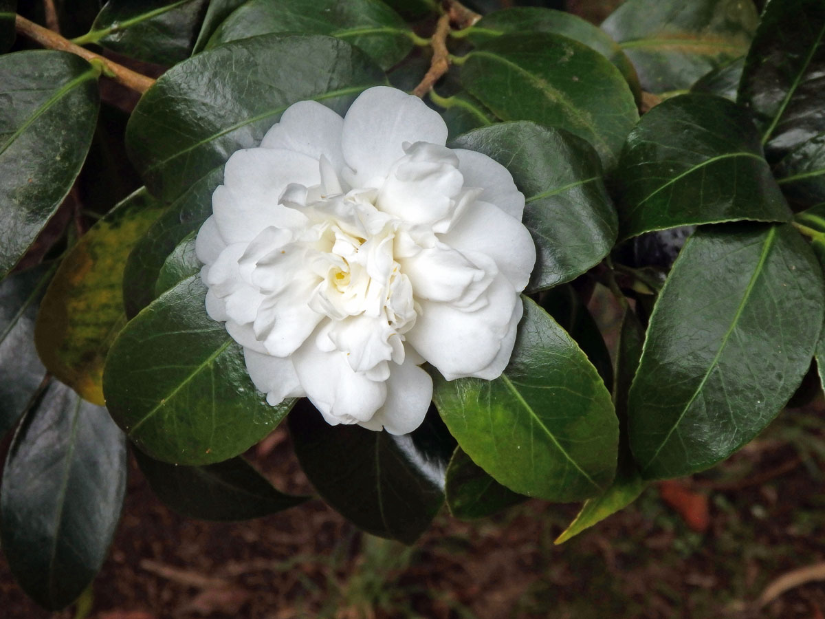 Kamélie japonská (Camellia japonica L.)