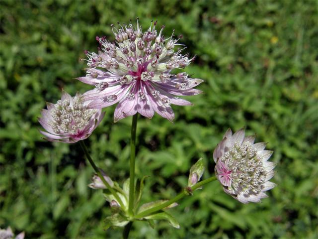 Jarmanka větší (Astrantia major L.)