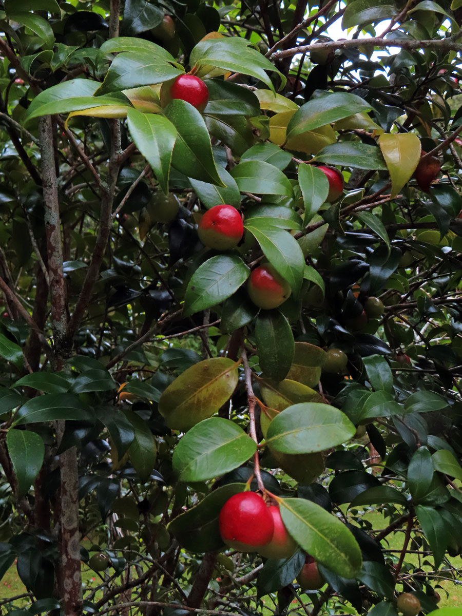 Kamélie japonská (Camellia japonica L.)