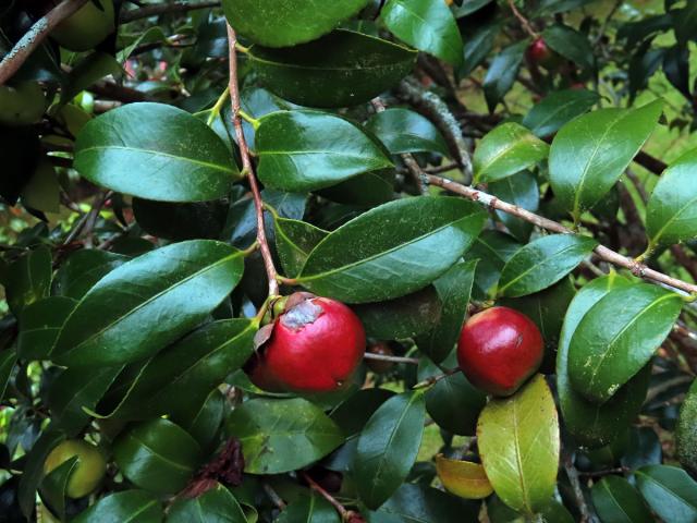 Kamélie japonská (Camellia japonica L.)