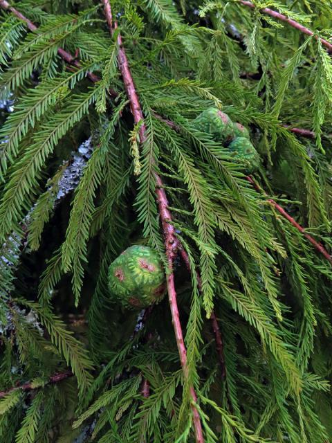 Tisovec dvouřadý (Taxodium distichum (l.) Rich.)