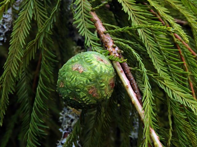 Tisovec dvouřadý (Taxodium distichum (l.) Rich.)