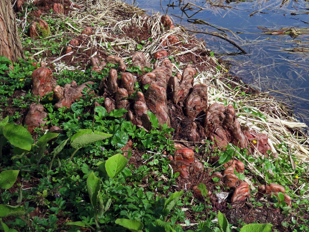 Tisovec dvouřadý (Taxodium distichum (l.) Rich.)