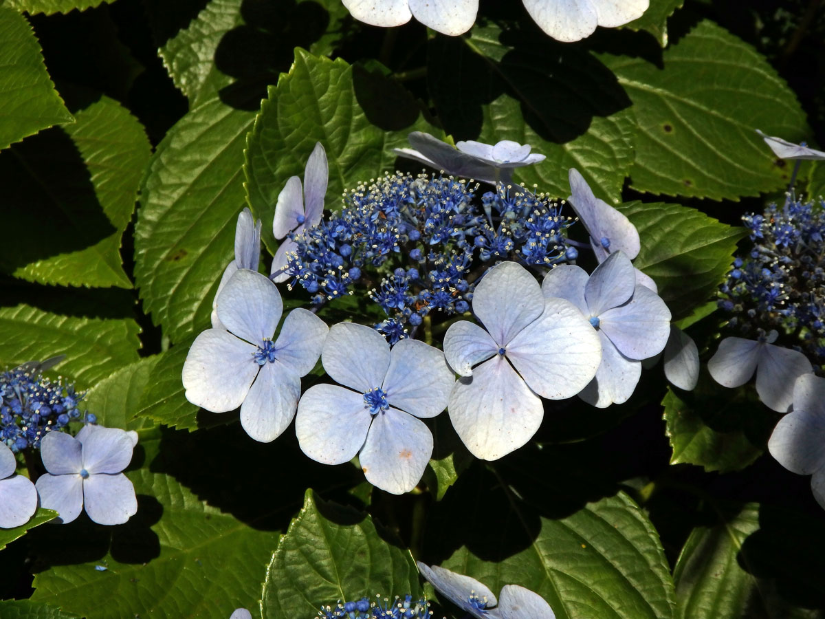 Hortenzie drsná (Hydrangea aspera Buch.-Ham. ex D. Don)