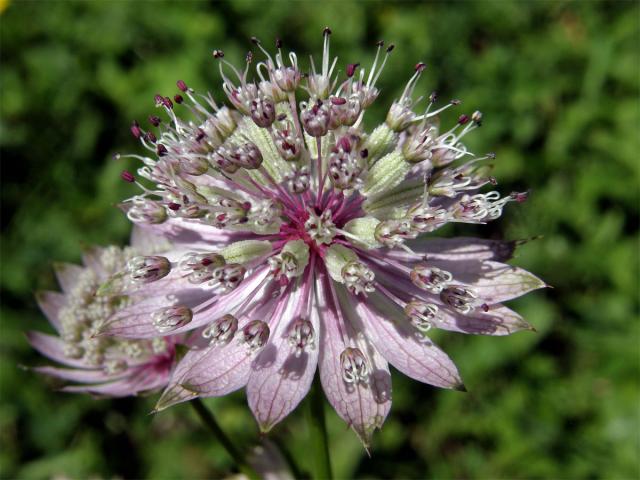 Jarmanka větší (Astrantia major L.)