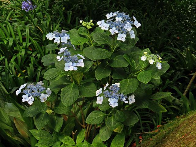 Hortenzie drsná (Hydrangea aspera Buch.-Ham. ex D. Don)