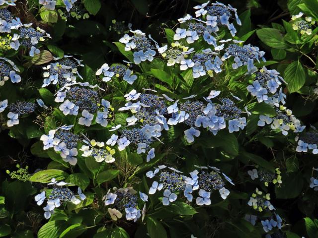 Hortenzie drsná (Hydrangea aspera Buch.-Ham. ex D. Don)