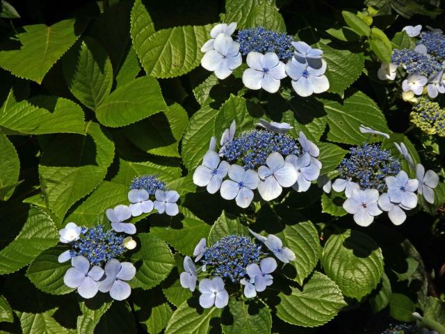 Hortenzie drsná (Hydrangea aspera Buch.-Ham. ex D. Don)