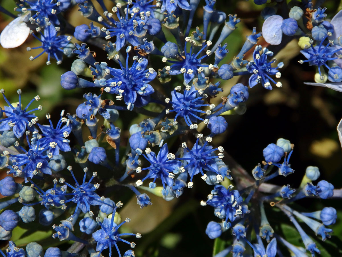 Hortenzie drsná (Hydrangea aspera Buch.-Ham. ex D. Don)