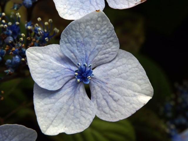 Hortenzie drsná (Hydrangea aspera Buch.-Ham. ex D. Don)