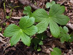 Jarmanka větší (Astrantia major L.)