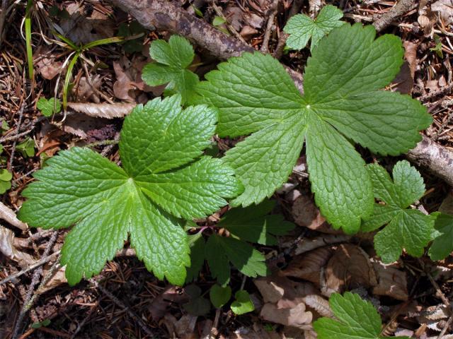 Jarmanka větší (Astrantia major L.)