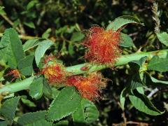Hálky žlabatky růžové (Diplolepis rosae)