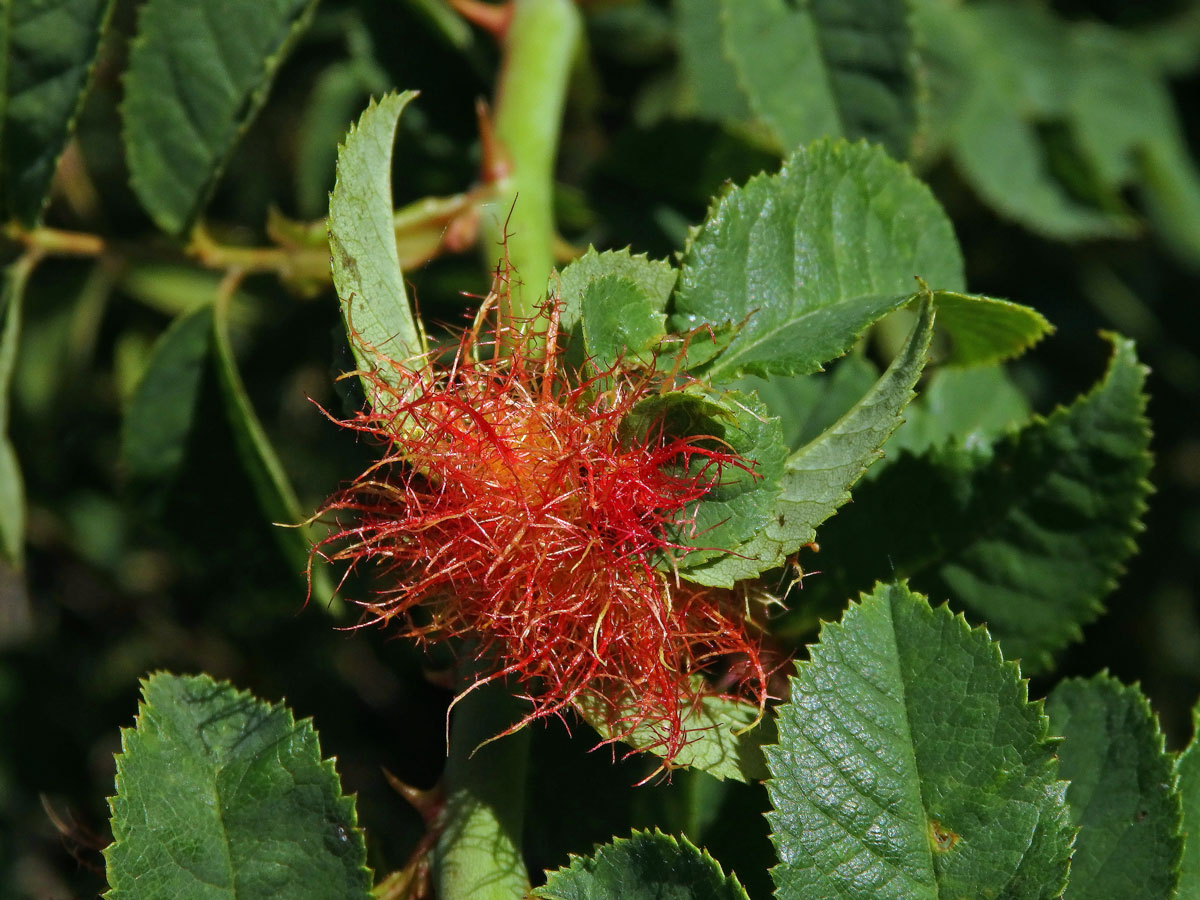 Hálky žlabatky růžové (Diplolepis rosae)