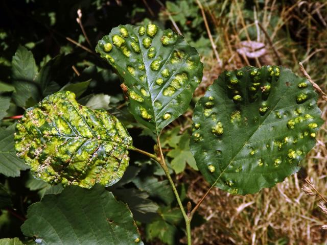 Hálky vlnovníka krátkonohého (Acalitus brevitarsus) na olši lepkavé (Alnus glutinosa)