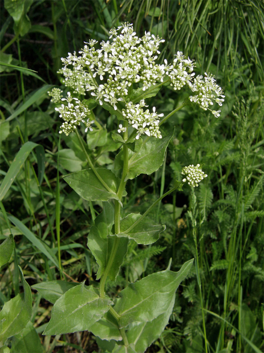 Vesnovka obecná (Cardaria draba (L.) Desv.)