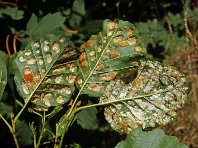 Hálky vlnovníka krátkonohého (Acalitus brevitarsus) na olši lepkavé (Alnus glutinosa)