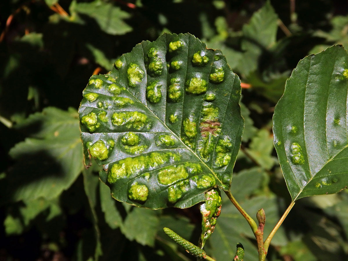 Hálky vlnovníka krátkonohého (Acalitus brevitarsus) na olši lepkavé (Alnus glutinosa)