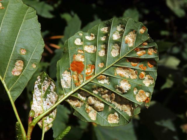 Hálky vlnovníka krátkonohého (Acalitus brevitarsus) na olši lepkavé (Alnus glutinosa)