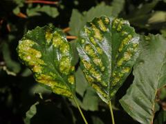 Hálky vlnovníka krátkonohého (Acalitus brevitarsus) na olši lepkavé (Alnus glutinosa)