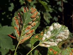 Hálky vlnovníka krátkonohého (Acalitus brevitarsus) na olši lepkavé (Alnus glutinosa)