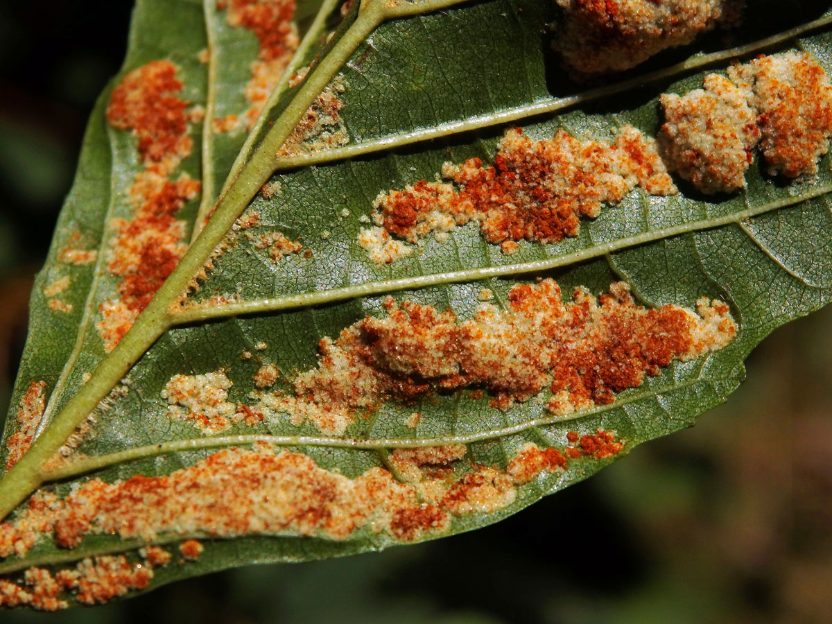 Hálky vlnovníka krátkonohého (Acalitus brevitarsus) na olši lepkavé (Alnus glutinosa)