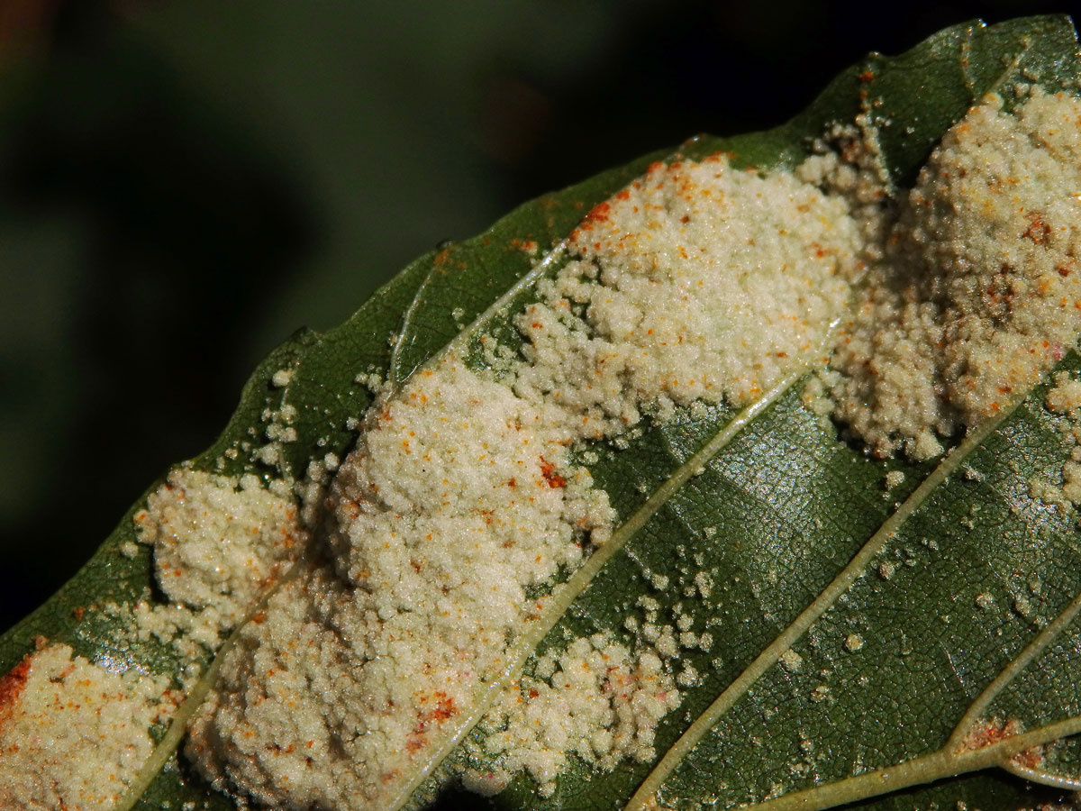 Hálky vlnovníka krátkonohého (Acalitus brevitarsus) na olši lepkavé (Alnus glutinosa)