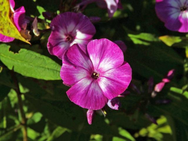 Plamenka latnatá (Phlox paniculata L.) s čtyřčetným květem (29)