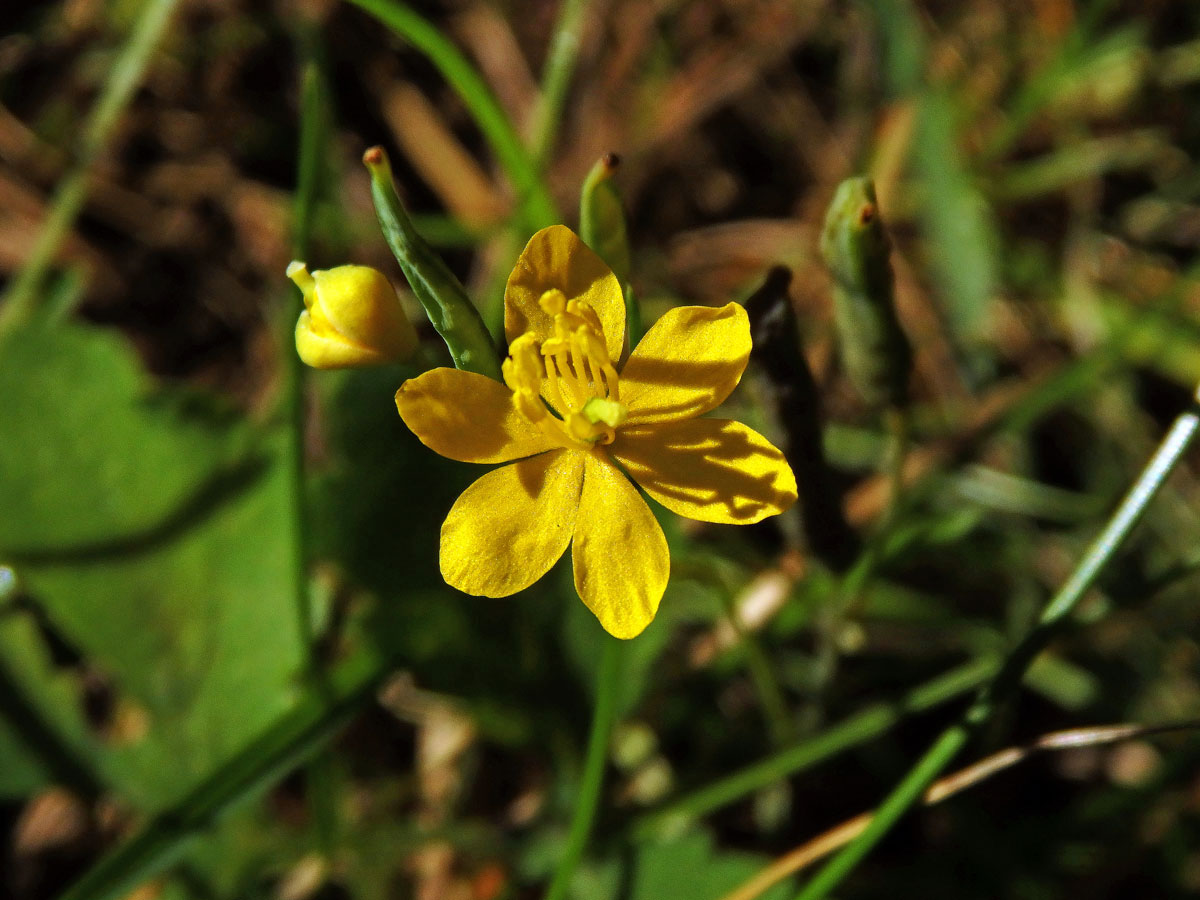 Vlaštovičník větší (Chelidonium majus L.) - šestičetný květ (4)