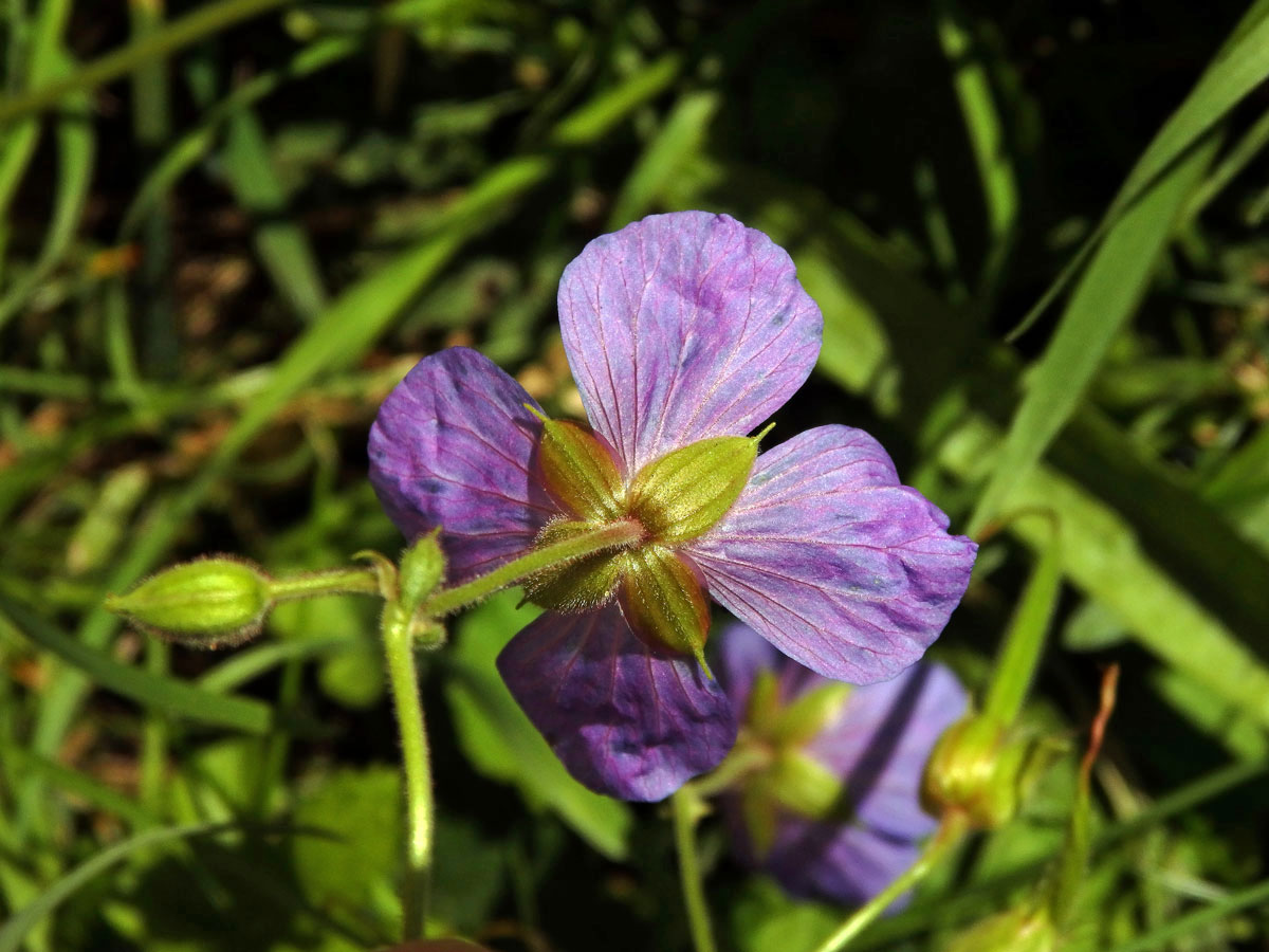 Kakost luční (Geranium pratense L.), čtyřčetný květ