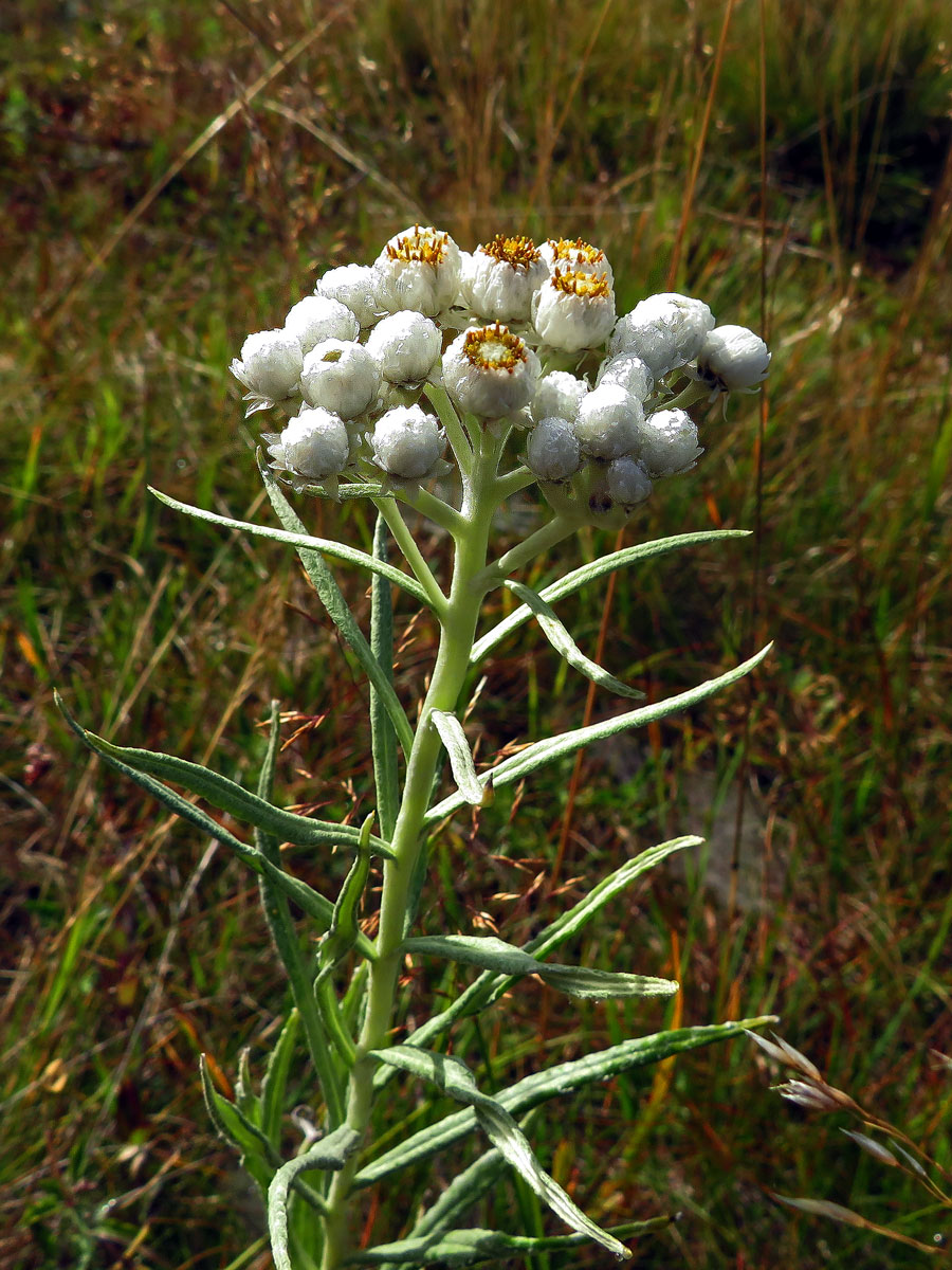 Plesnivka perlová (Naphalis margaritacea (L.) Benth.)