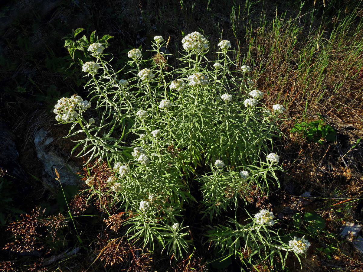 Plesnivka perlová (Naphalis margaritacea (L.) Benth.)