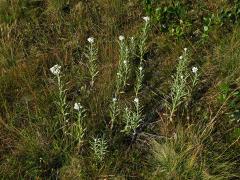 Plesnivka perlová (Naphalis margaritacea (L.) Benth.)