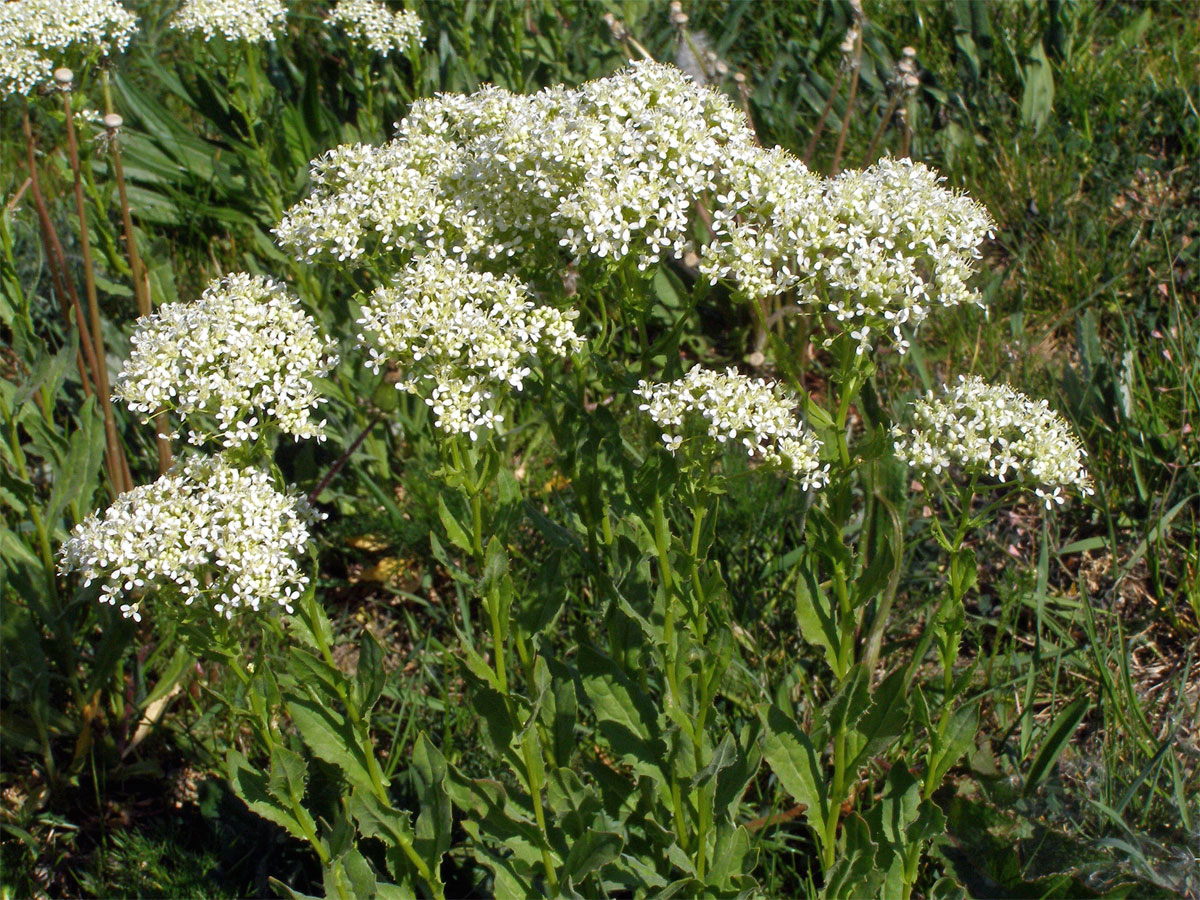 Vesnovka obecná (Cardaria draba (L.) Desv.)