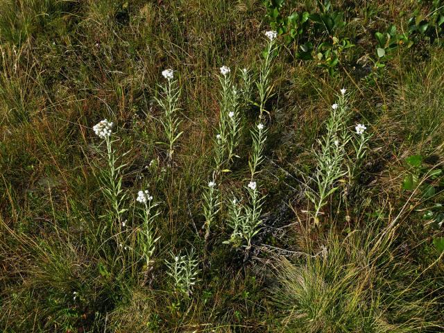 Plesnivka perlová (Naphalis margaritacea (L.) Benth.)