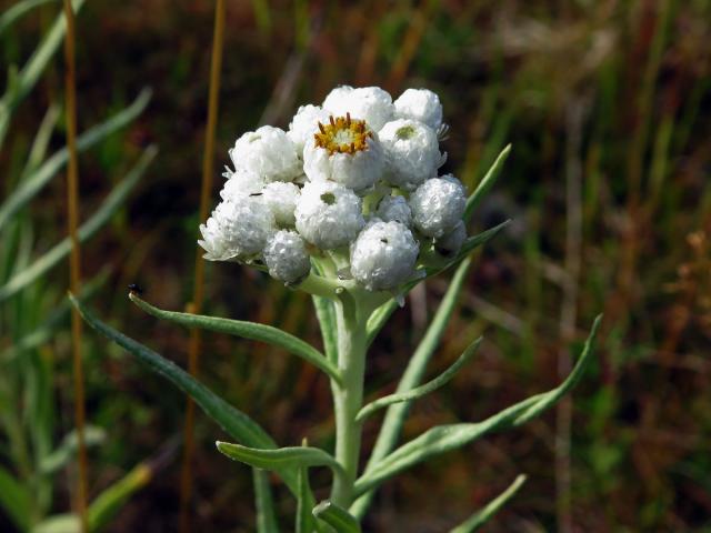 Plesnivka perlová (Naphalis margaritacea (L.) Benth.)