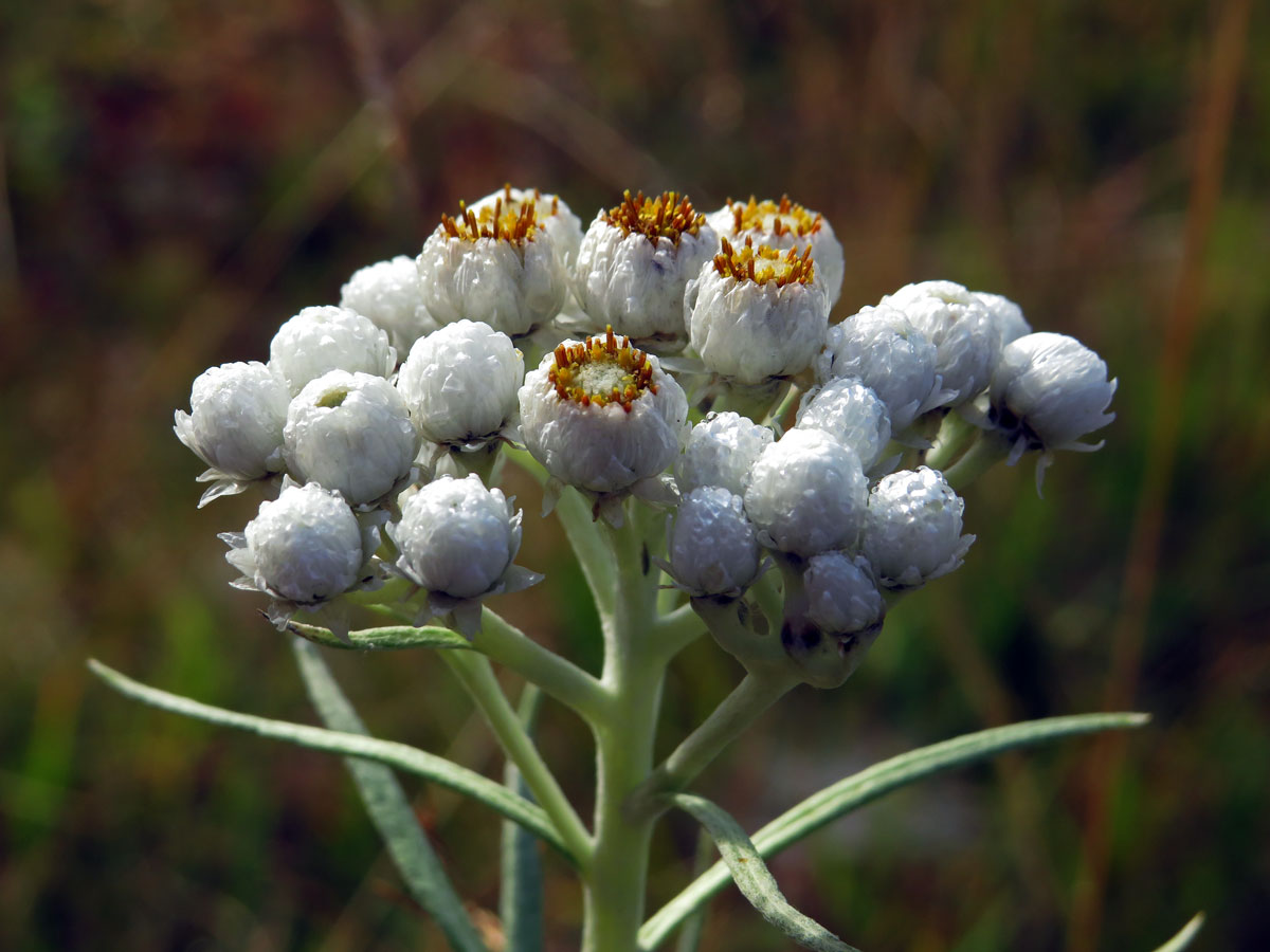 Plesnivka perlová (Naphalis margaritacea (L.) Benth.)