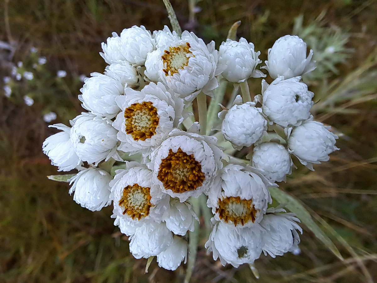 Plesnivka perlová (Naphalis margaritacea (L.) Benth.)