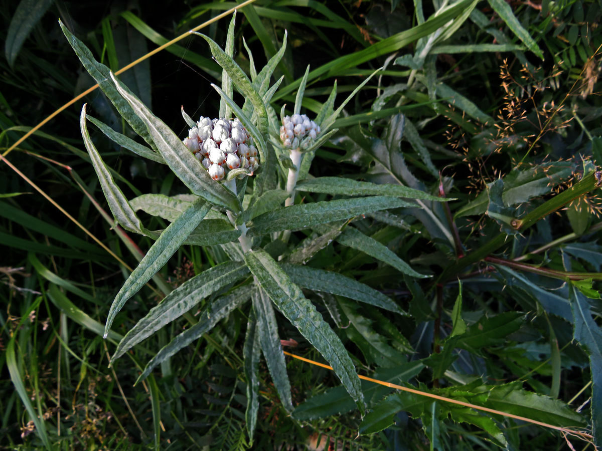 Plesnivka perlová (Naphalis margaritacea (L.) Benth.)