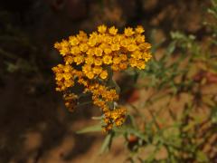 Smilek (Rhodanthe humboldtiana (Gaudich.) P. G. Wilson)