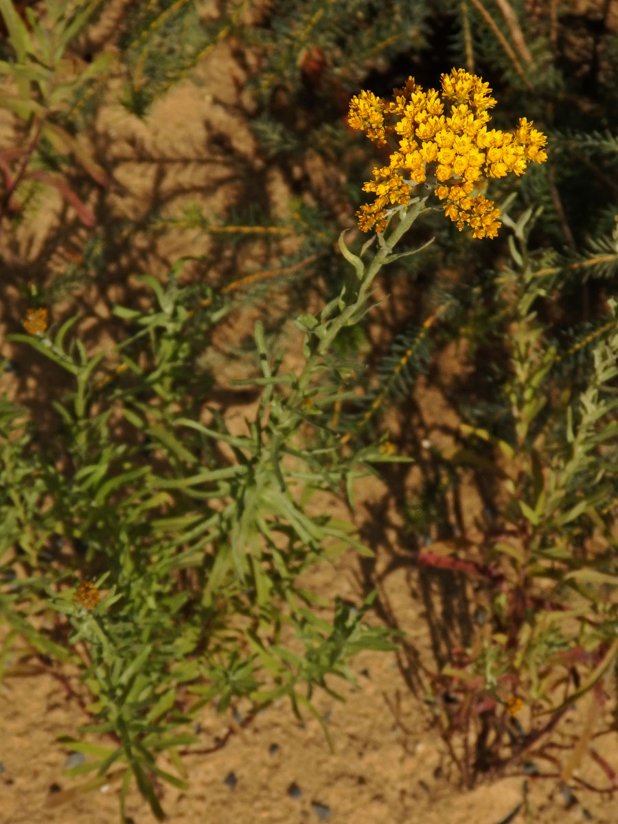 Smilek (Rhodanthe humboldtiana (Gaudich.) P. G. Wilson)