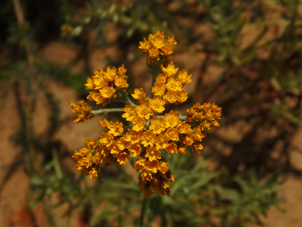 Smilek (Rhodanthe humboldtiana (Gaudich.) P. G. Wilson)