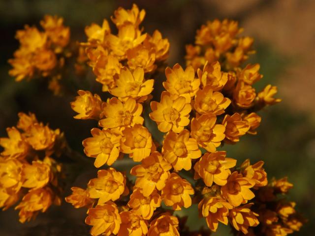 Smilek (Rhodanthe humboldtiana (Gaudich.) P. G. Wilson)