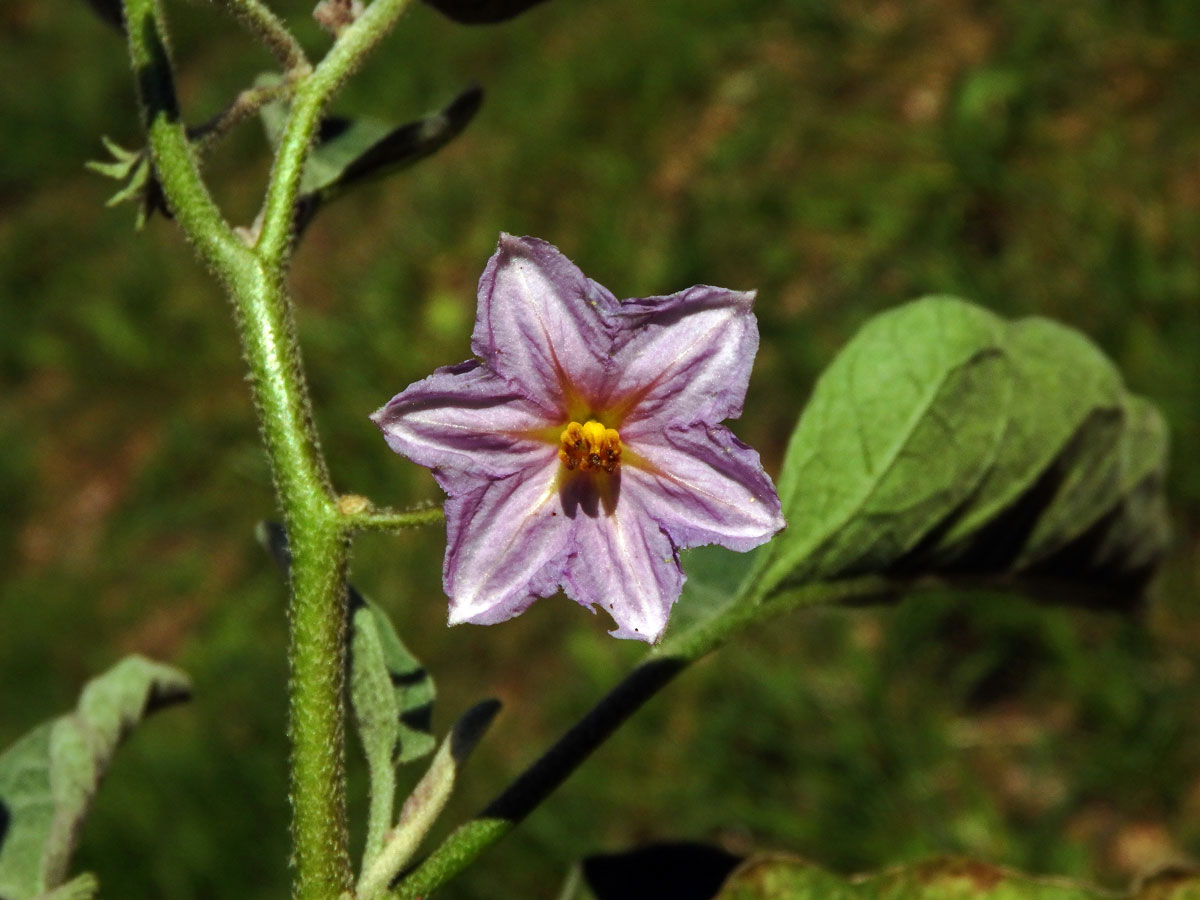 Lilek vejcoplodý (baklažán) (Solanum melongena L.), šestičetná květ