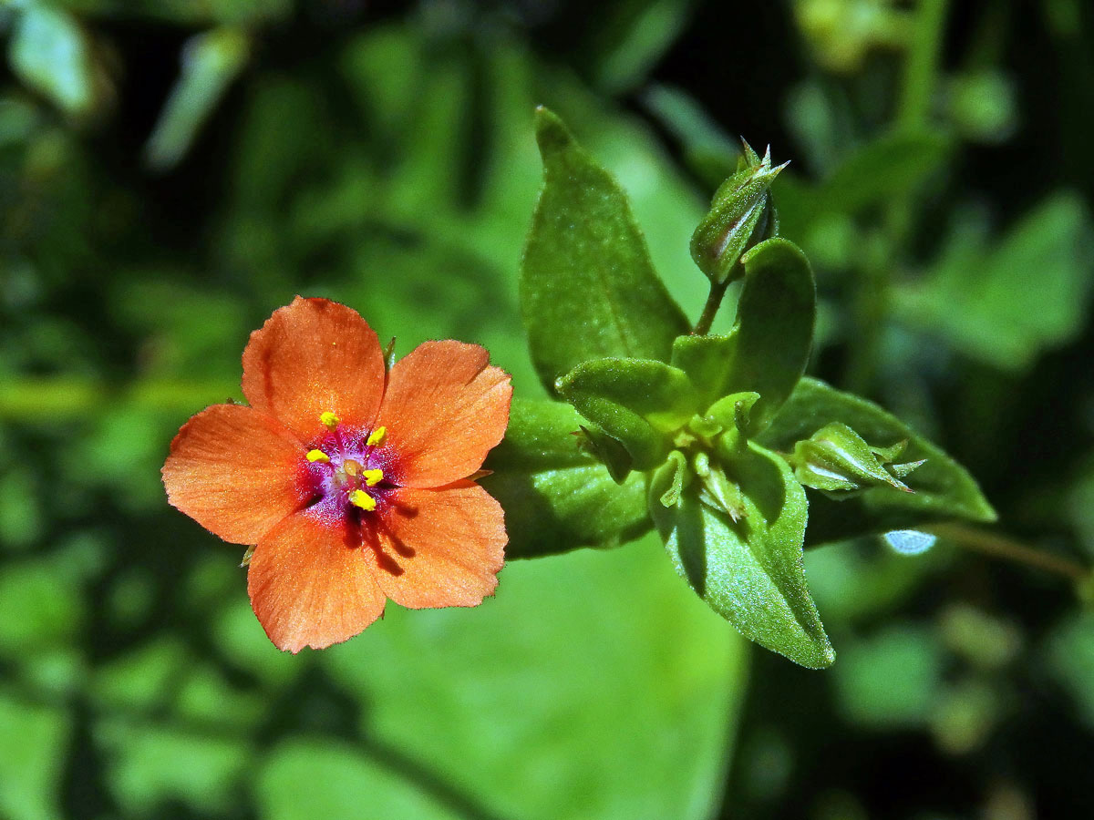 Drchnička rolní (Anagalis arvensis L.)