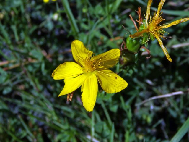 Třezalka tečkovaná (Hypericum perforatum L.), šestičetný květ (5)