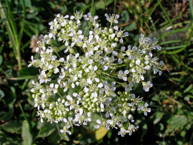 Vesnovka obecná (Cardaria draba (L.) Desv.)