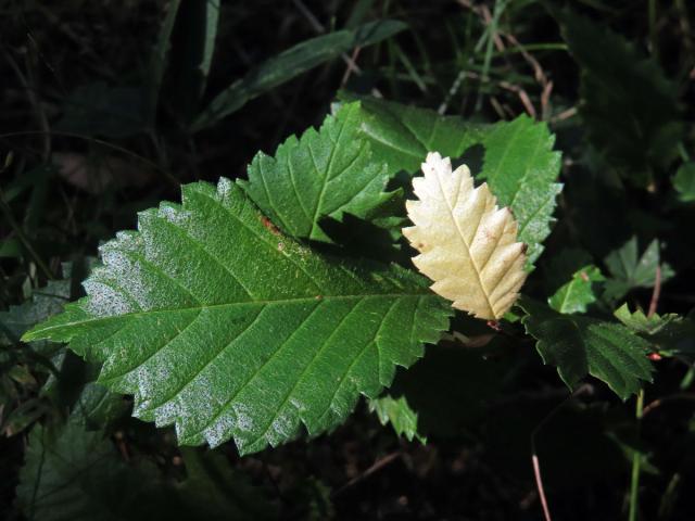 Jilm habrolistý (Ulmus minor Mill.), bílý lístek