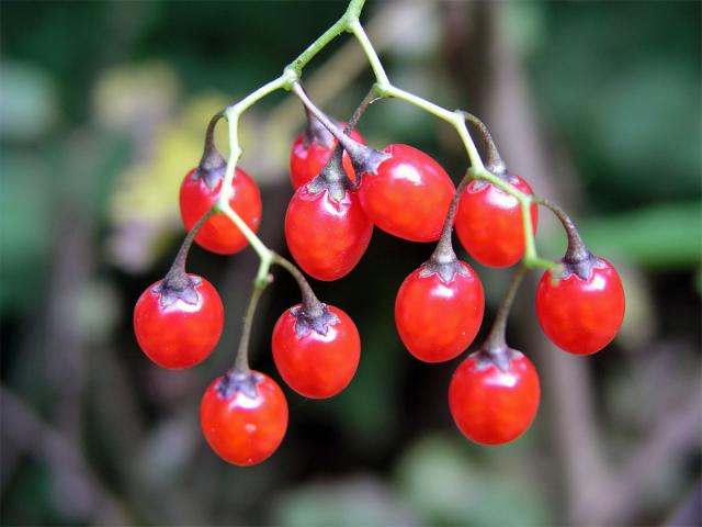 Lilek potměchuť (Solanum dulcamara L.)